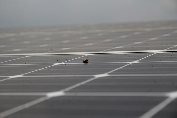 태양광 모듈 위에 작은 이물질도 제때 관리가 이뤄지지 않으면 효율을 떨어뜨리는 요소가 된다. [사진=Industry News]