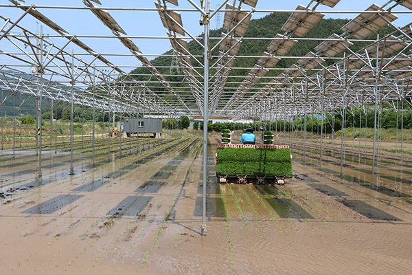 영농형 태양광발전 시설 아래에서 모내기를 하고 있는 모습. [사진=한국남동발전]