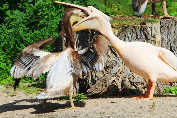 정부가 먹이를 나눠먹는 펠리컨처럼 건강한 산업 생태계를 만들겠다고 선언했다. [사진=dreamstime]
