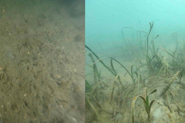 LG 화학이 잘피를 심기 전(왼쪽)의 모습과 잘피가 자라난 후의 모습을 비교한 사진. [사진=LG 화학]