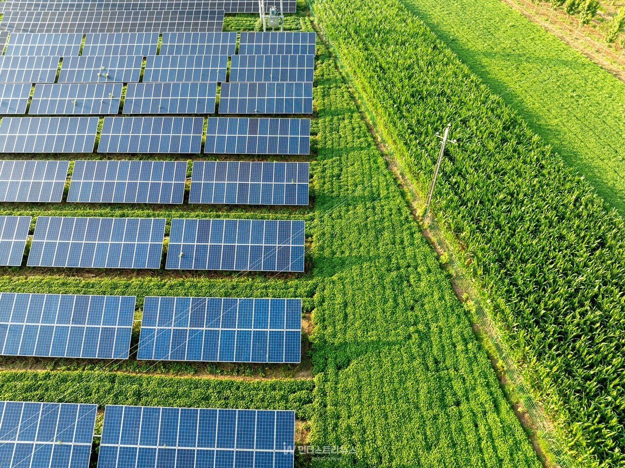 영농형 태양광이 식량안보·농촌활력·에너지전환·탄소중립을 실현할 지속가능한 미래 전략으로 자리매김하고 있다. [사진=gettyimage]