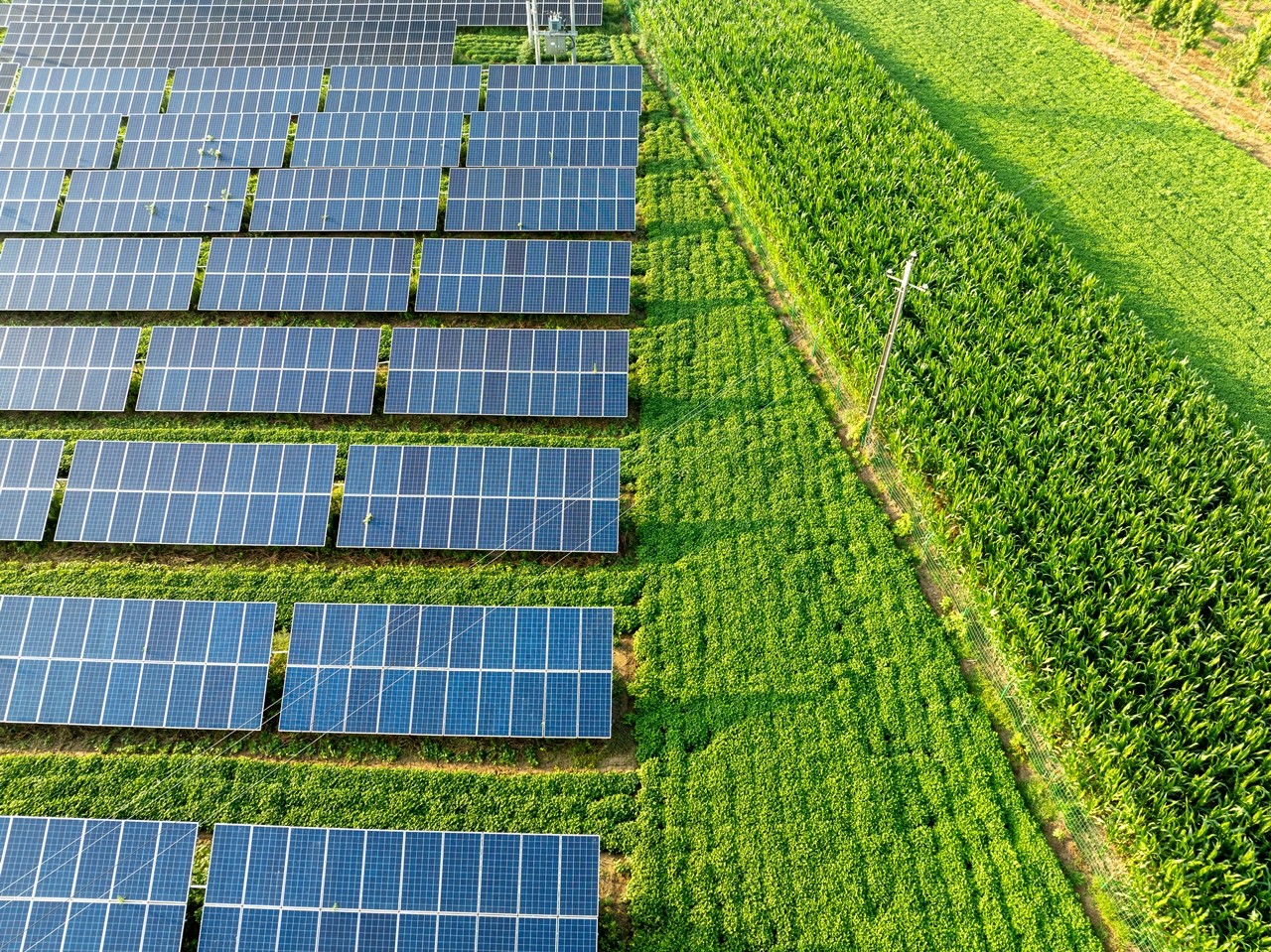 전력수요가 많은 수도권에서 규모화·집적화된 ‘영농형 태양광 조성 시범사업’이 추진된다. [사진=gettyimage]<br>