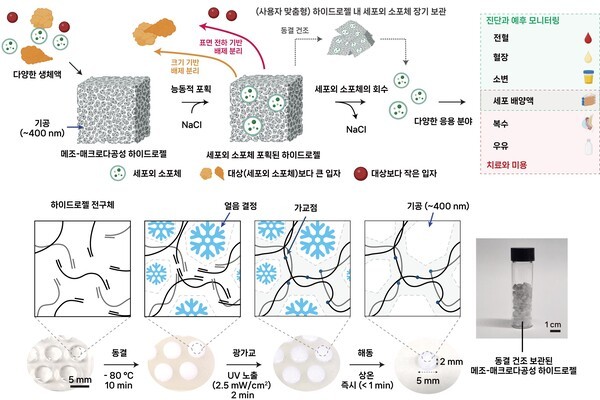 하이드로젤 기반 세포외 소포체 분리와 동결-광가교를 통한 메조-매크로다공성 하이드로젤 제작 모습./자료=고려대학교